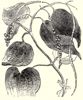 Peper