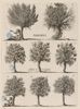 Dendrologie