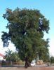 Tamarinde