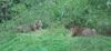 Harimau